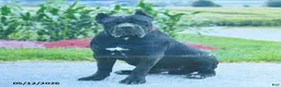 Cane Corso dogs for sale: Brigid - Ad 5