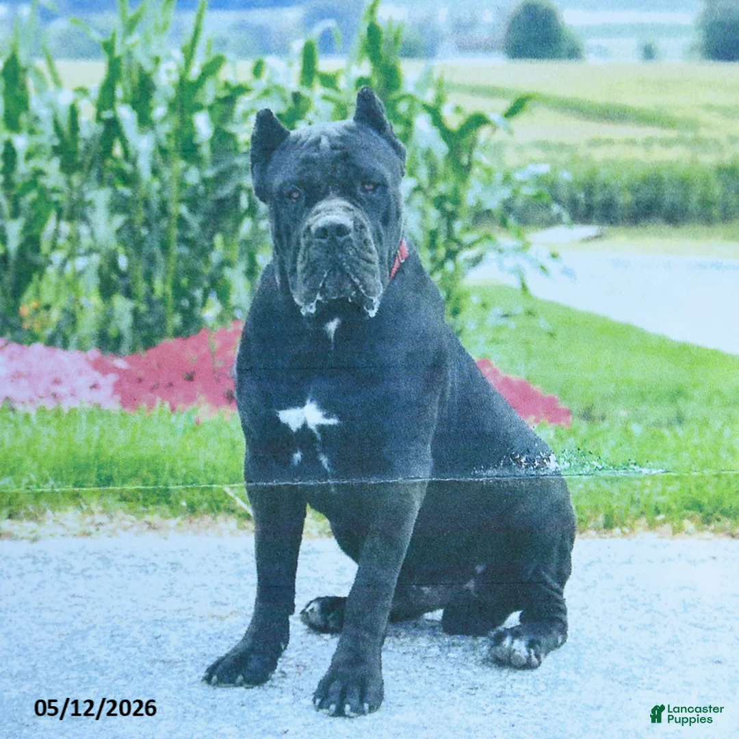 Cane Corso dogs for sale: Brigid - Ad 5