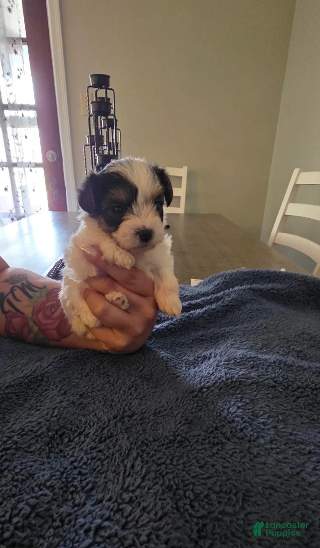 Mixed Breed dogs for sale: Blush - Ad 2
