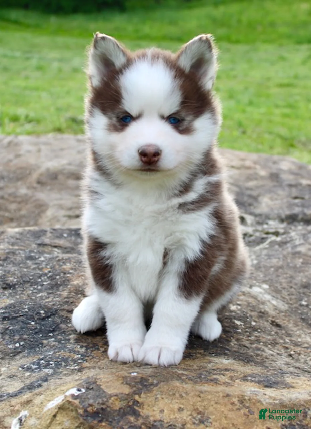 Pomsky dogs for sale: Buddy - Ad 2