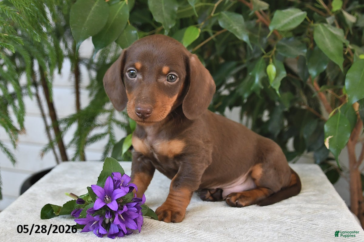 Dachshund dogs Marshall - Ad 1