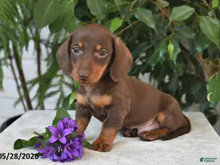 Dachshund dogs for sale: Marshall - Ad 2