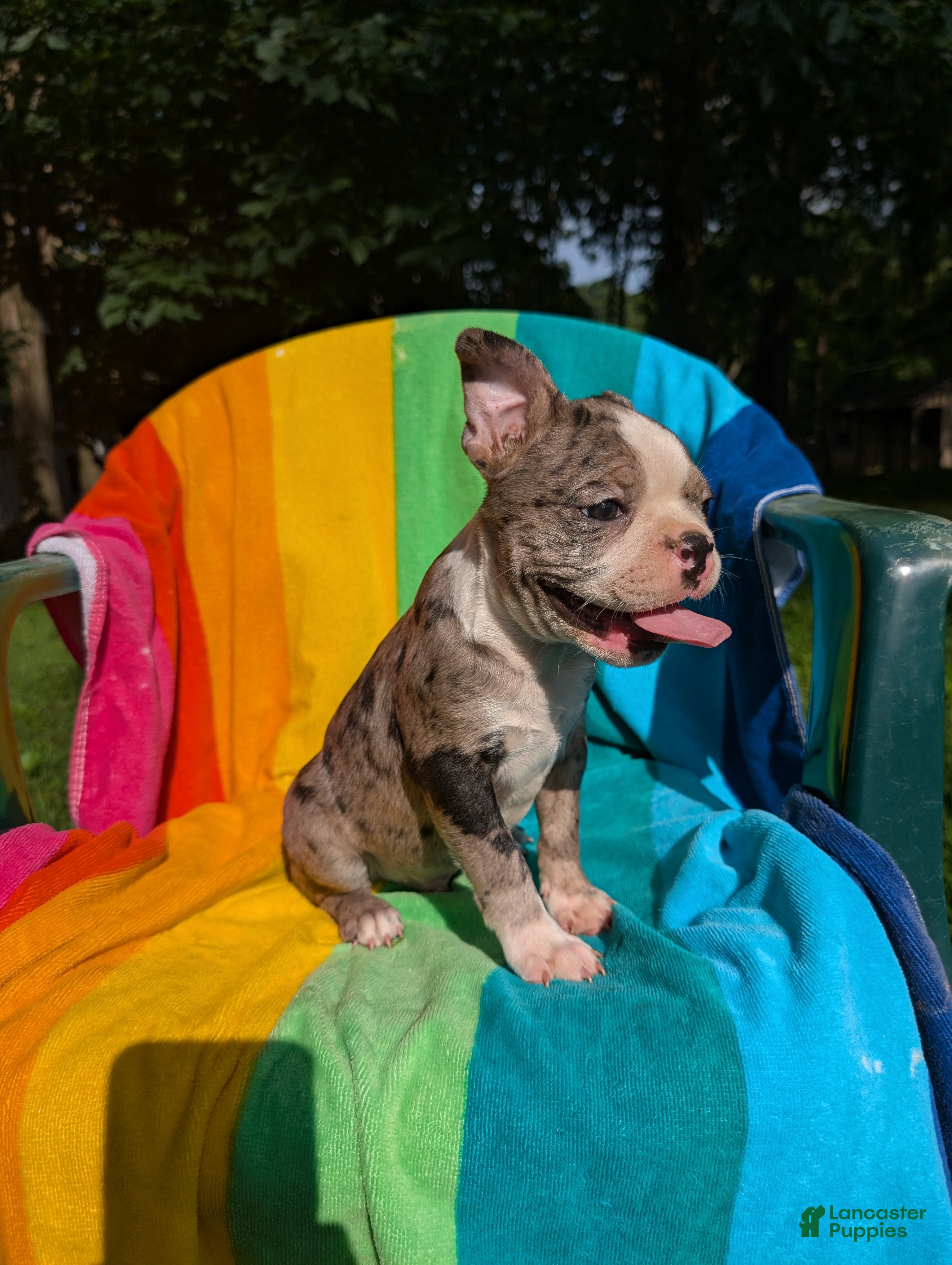 Frenchton dogs Johny - Ad 2