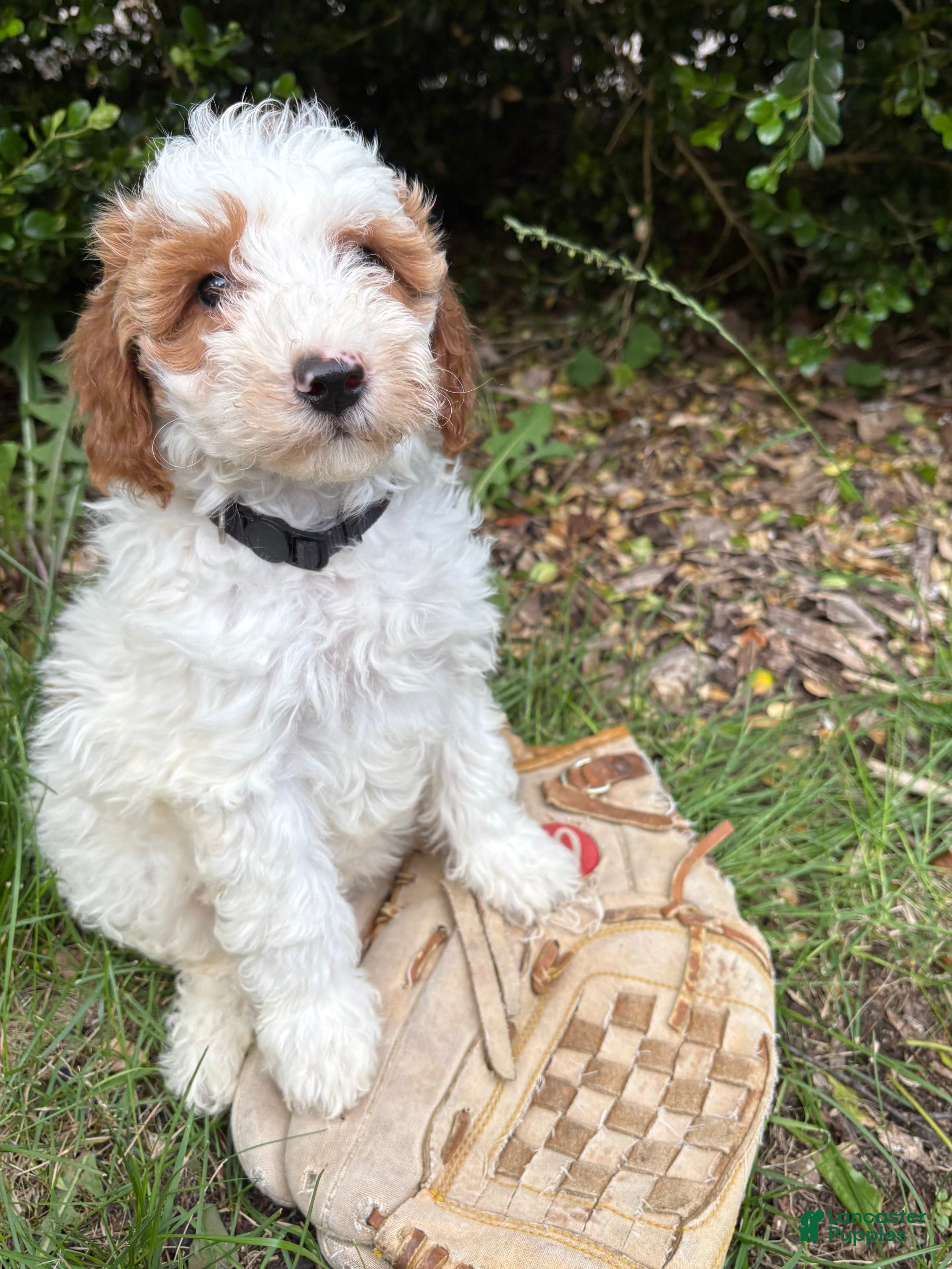 Goldendoodle dogs Ana - Ad 1