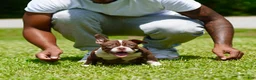American Bully dogs for sale: American Bully 6 - Ad 1