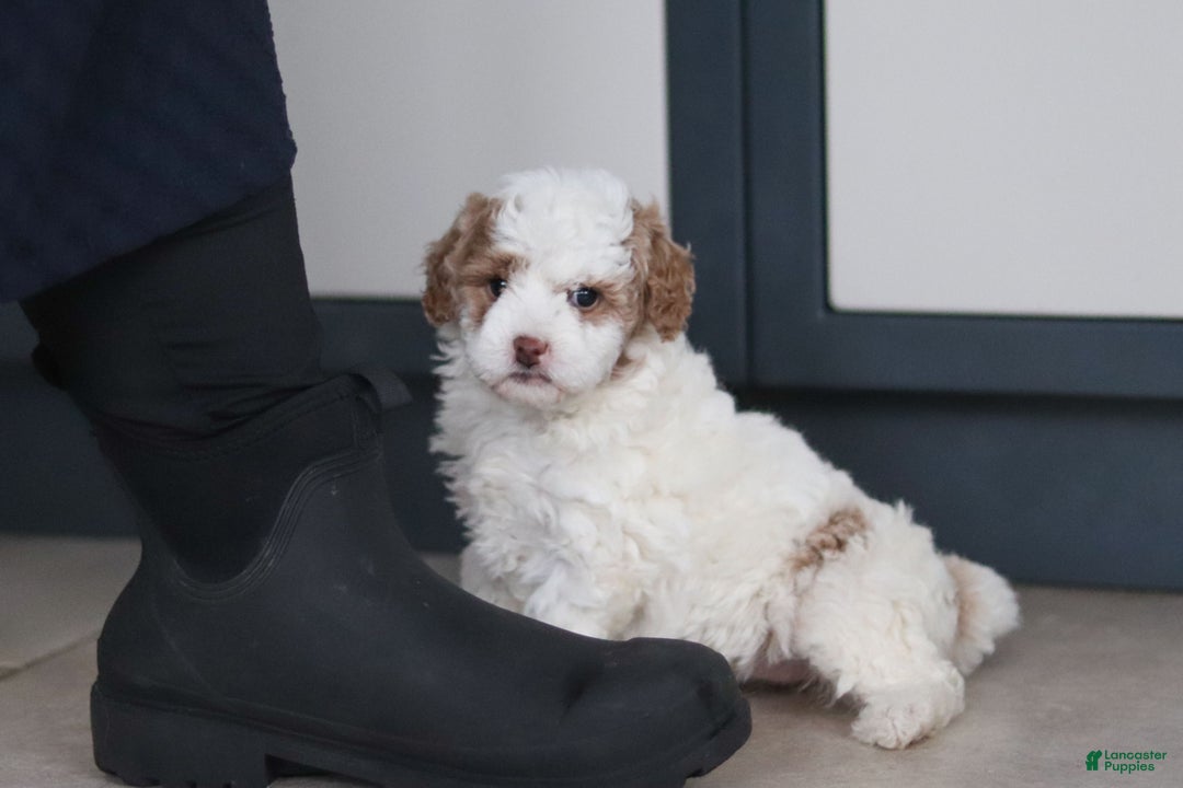 Mini Goldendoodle dogs for sale: Hallie - Ad 3