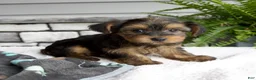 Morkie dogs for sale: Willow - Ad 2