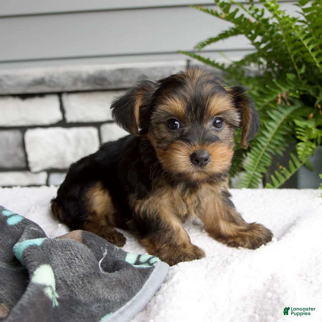 Morkie dogs for sale: Willow - Ad 2