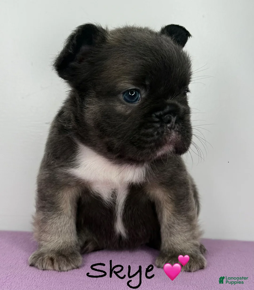 French Bulldog dogs for sale: Ace - Male French Bulldog Puppy - Ad 10