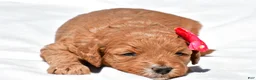 Mini Goldendoodle dogs for sale: Nova - Ad 6