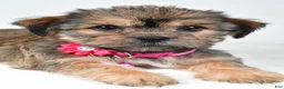 Shorkie dogs for sale: Amber - Ad 3
