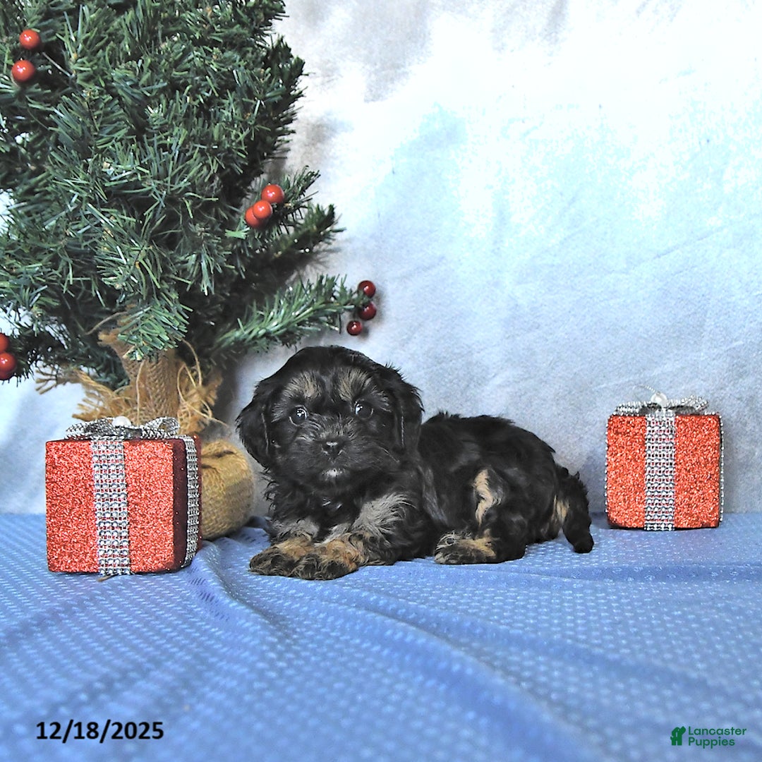 Cavapoo dogs for sale: Mandi - Ad 3