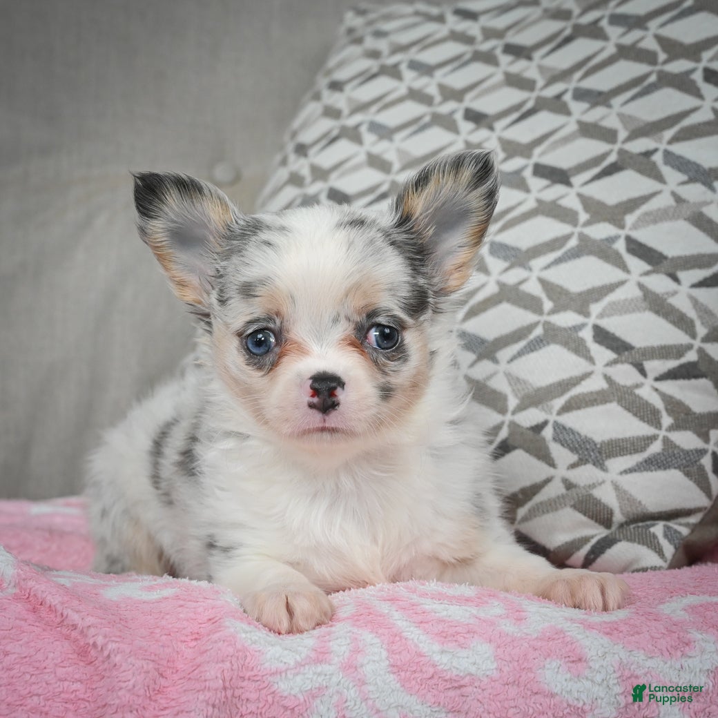 Chihuahua dogs Romeo - Ad 7