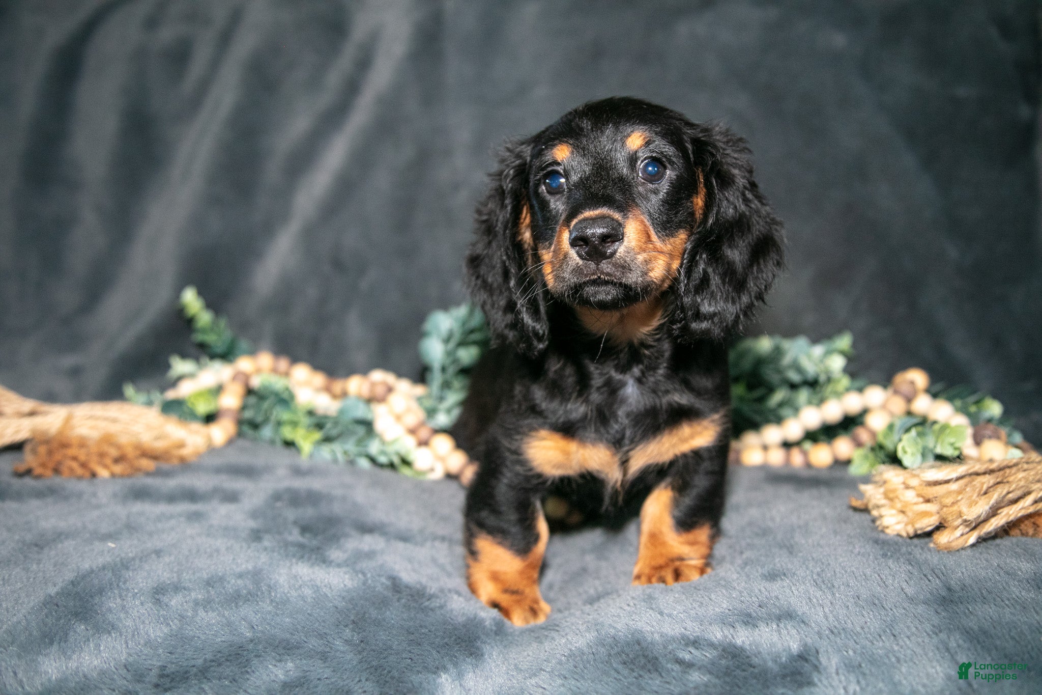 Miniature Dachshund dogs Rusty - Ad 1