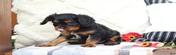 Cavalier King Charles Spaniel dogs for sale: Mike - Ad 7