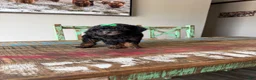 Miniature Poodle dogs for sale: Akc Clear 🧬 tested Black Phantom 🩷 - Ad 6