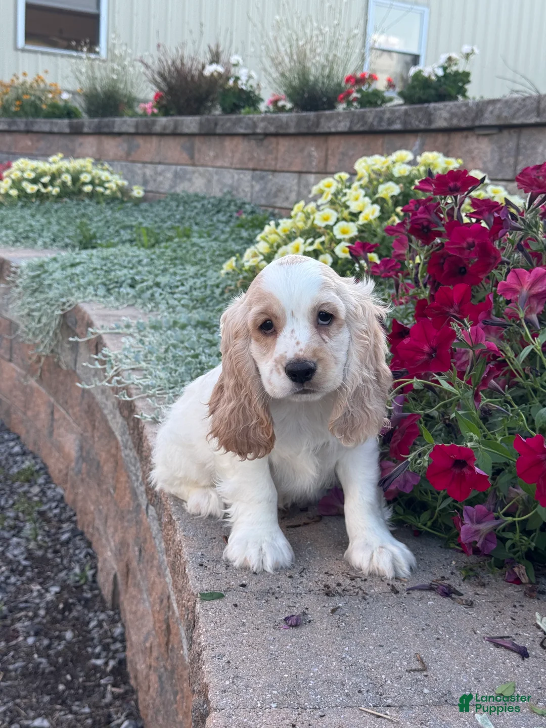 Cocker Spaniel dogs for sale: Ceaser - Ad 2