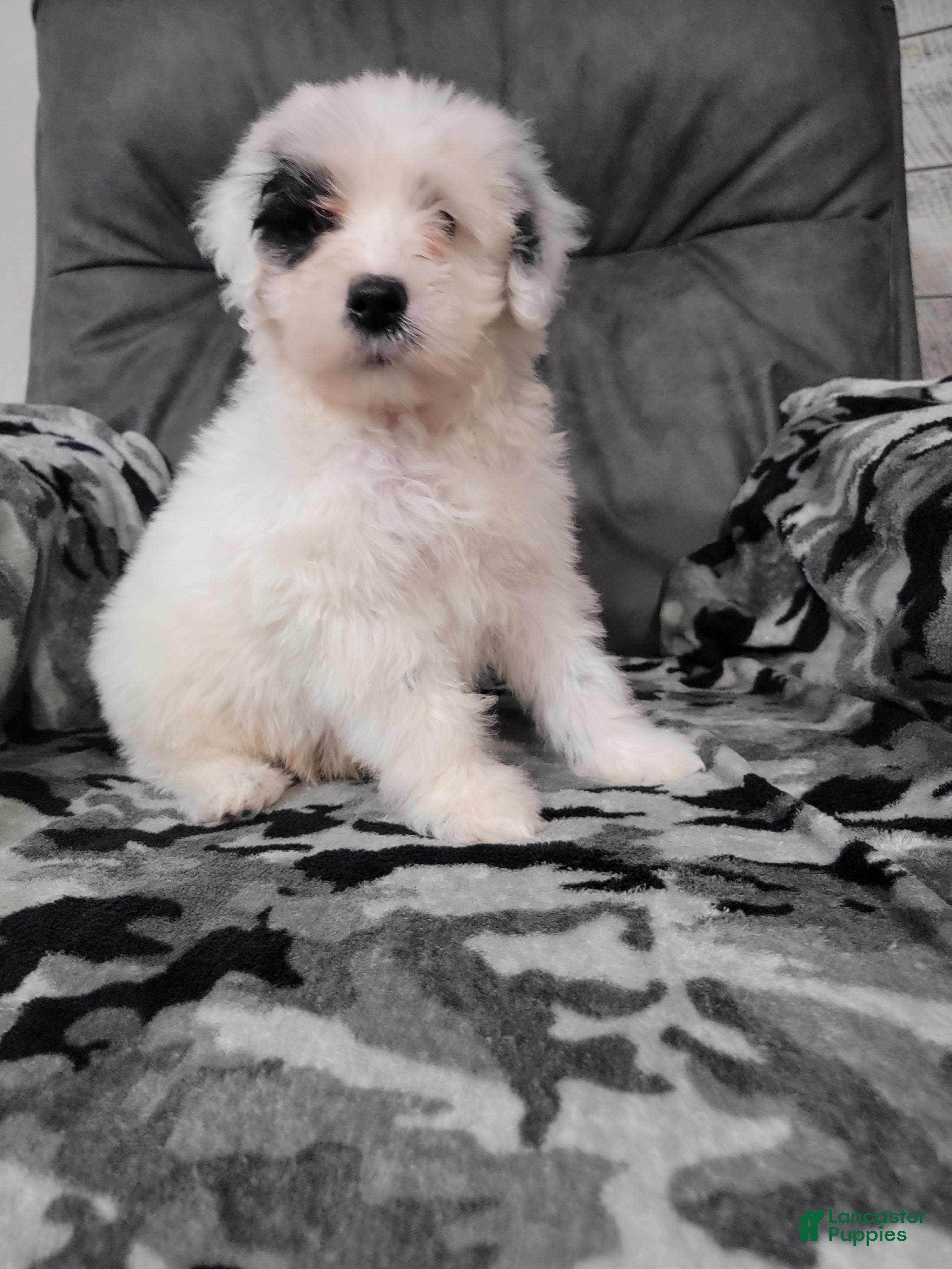 Portuguese Water Dog dogs for sale: Maverick  - Ad 1