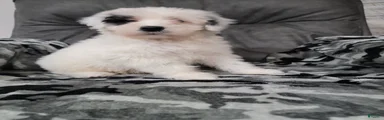 Maverick 