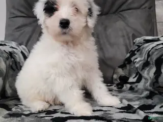 Portuguese Water Dog dogs for sale: Maverick - Ad 1