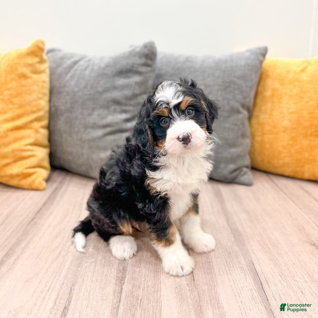 Mini Bernedoodle dogs for sale: Katie - Ad 5
