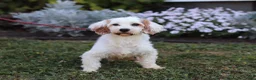 Mini Bernedoodle dogs for sale: Charlie - Ad 7