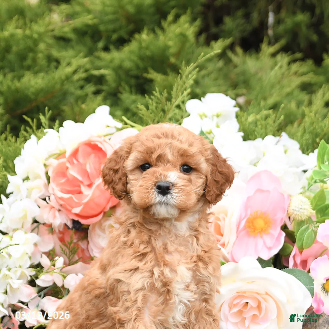 Mini Goldendoodle dogs for sale: Sterling - Ad 5