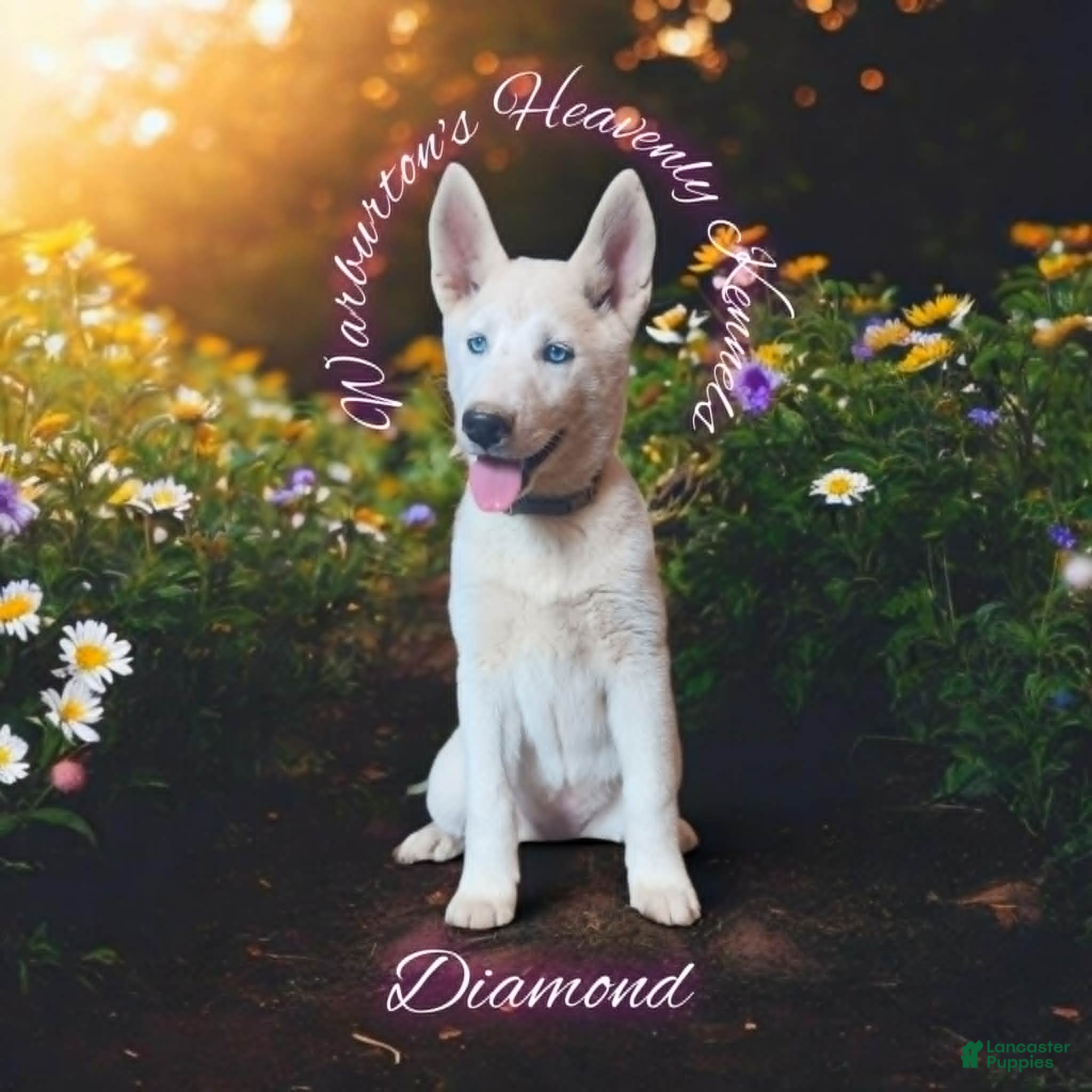 Siberian Husky dogs Diamond - Ad 38