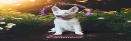 Siberian Husky dogs for sale: Diamond - Ad 1
