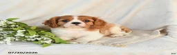 Cavalier King Charles Spaniel dogs for sale: Jasper - Ad 3
