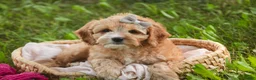 Mixed Breed dogs for sale: Pixie Munchkin Bernedoodle - Ad 6