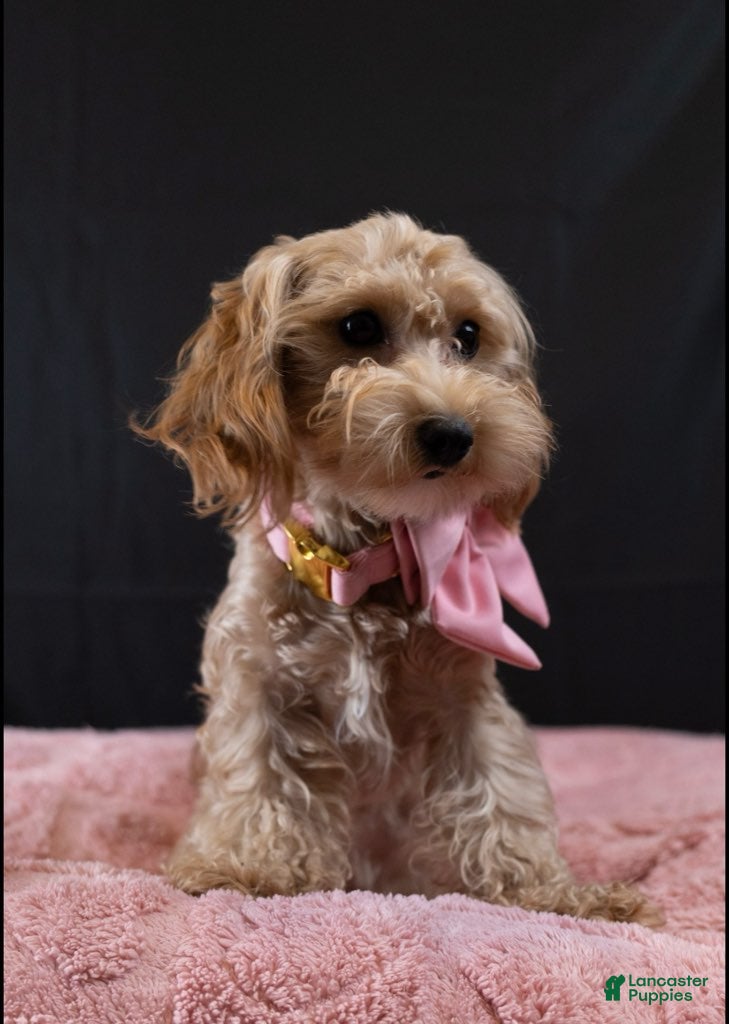 Maltipoo dogs Baby Girl - Ad 1