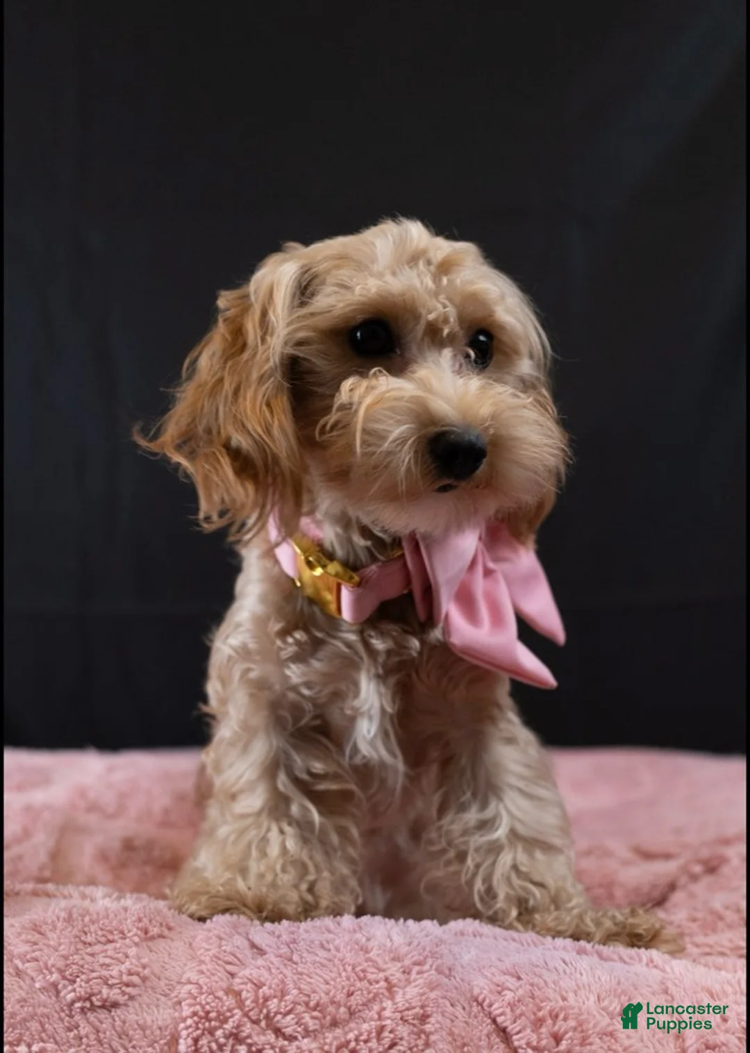 Maltipoo dogs for sale: Baby Girl - Ad 1