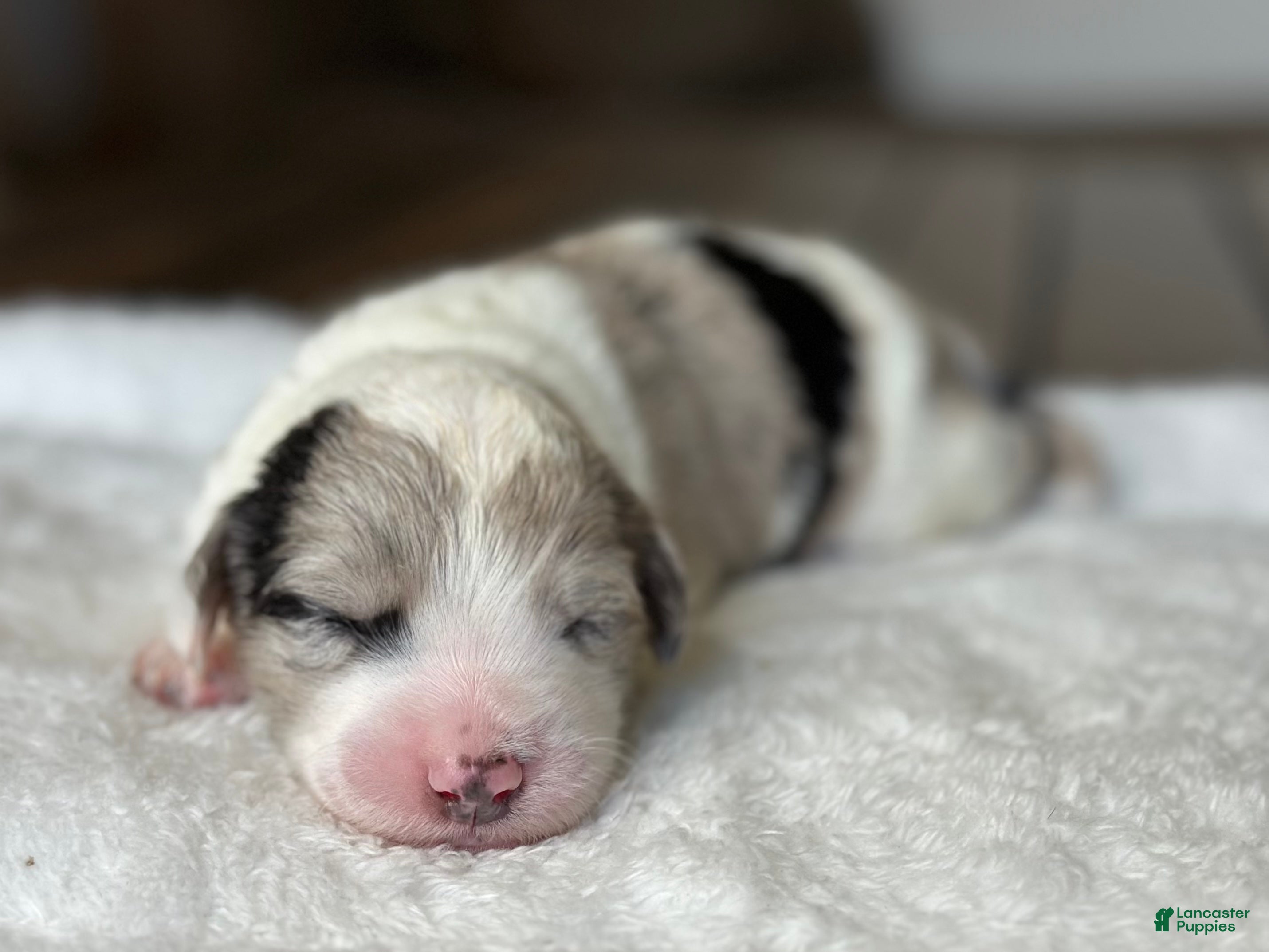 Sheepadoodle dogs Merle Male 2 - Ad 2