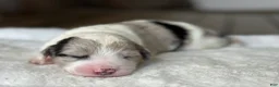 Sheepadoodle dogs for sale: Merle Male 2 - Ad 2