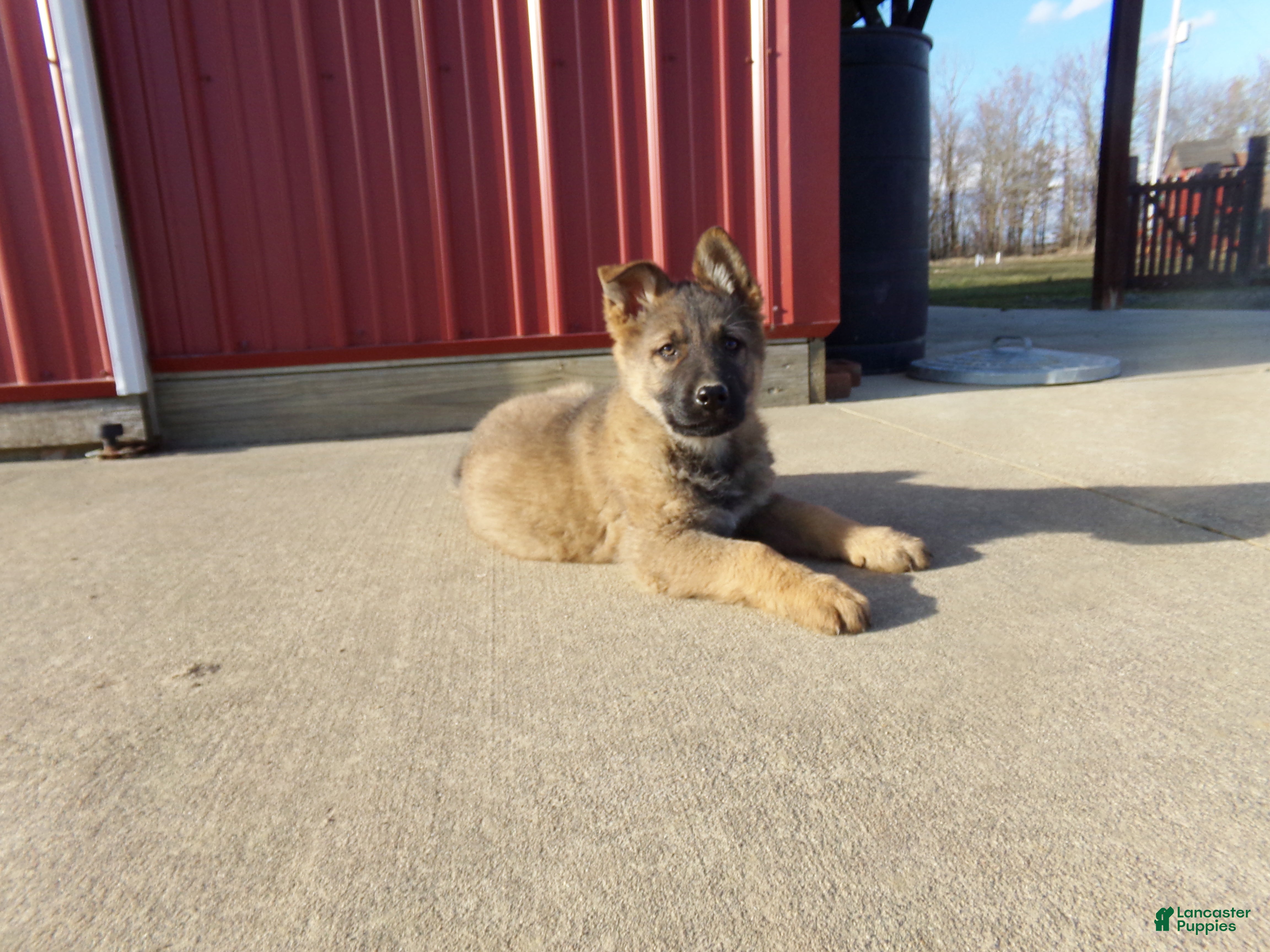 German Shepherd dogs Casper - Ad 1