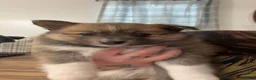 Pomeranian dogs for sale: Pomeranian 3 - Ad 1