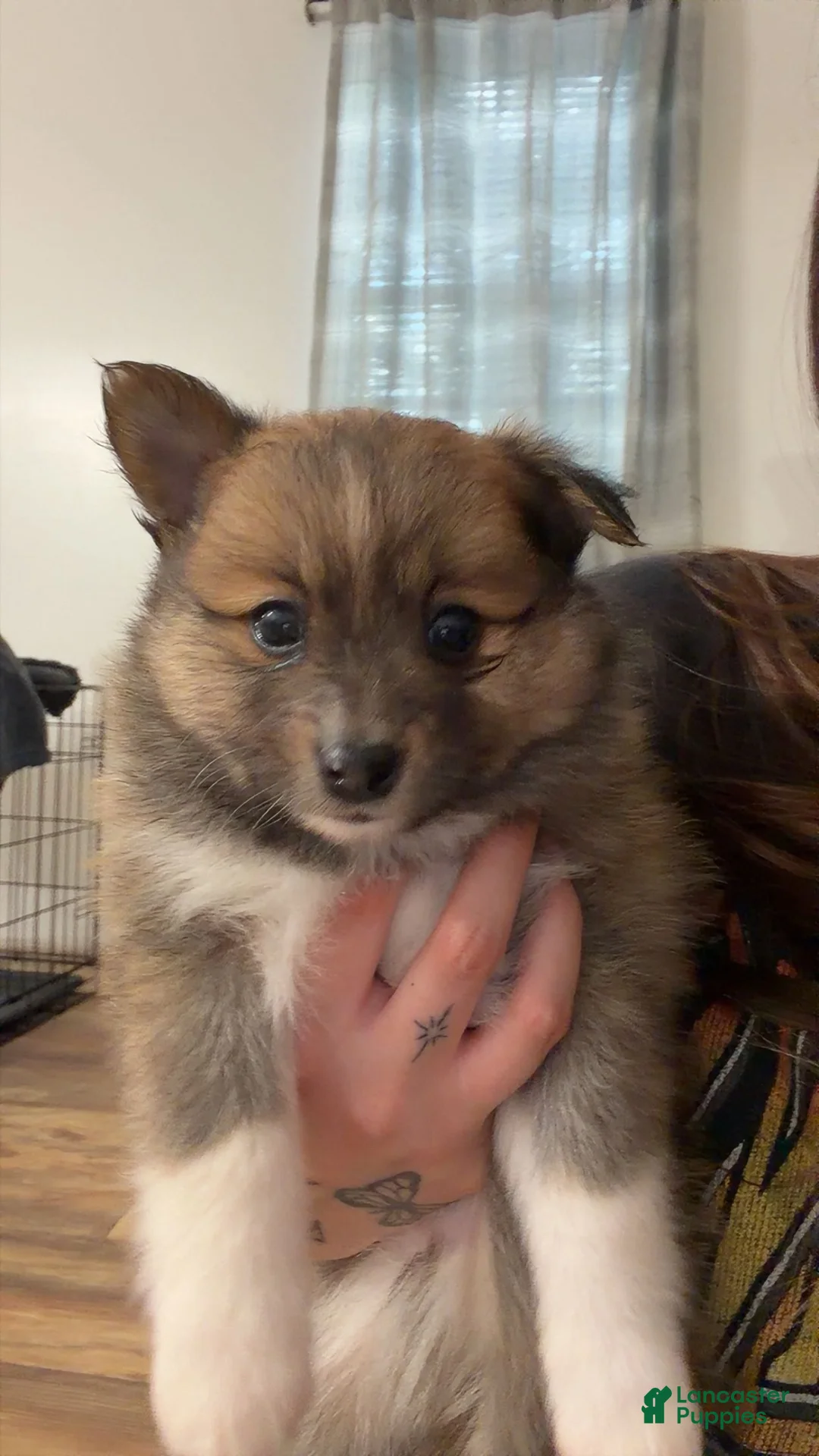 Pomeranian dogs for sale: Pomeranian 3 - Ad 1