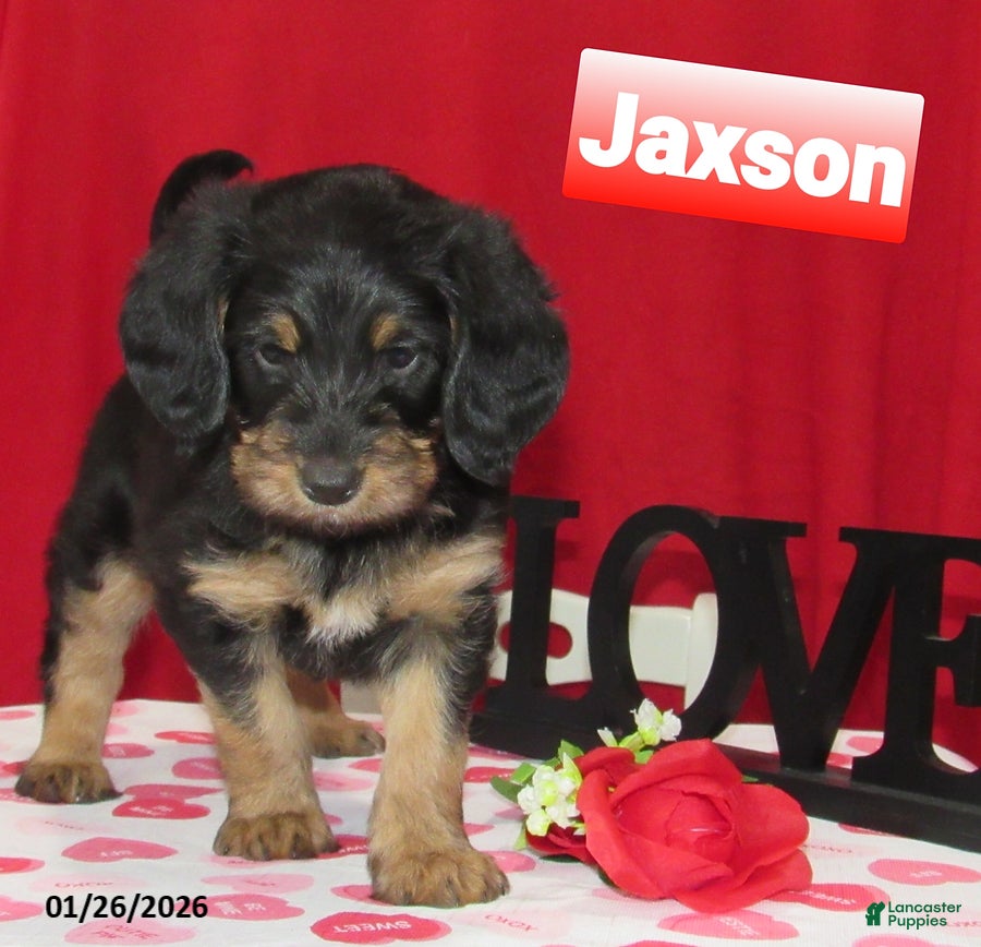 Labradoodle dogs Jaxson - Ad 5