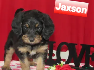 Labradoodle dogs Jaxson - Ad 6