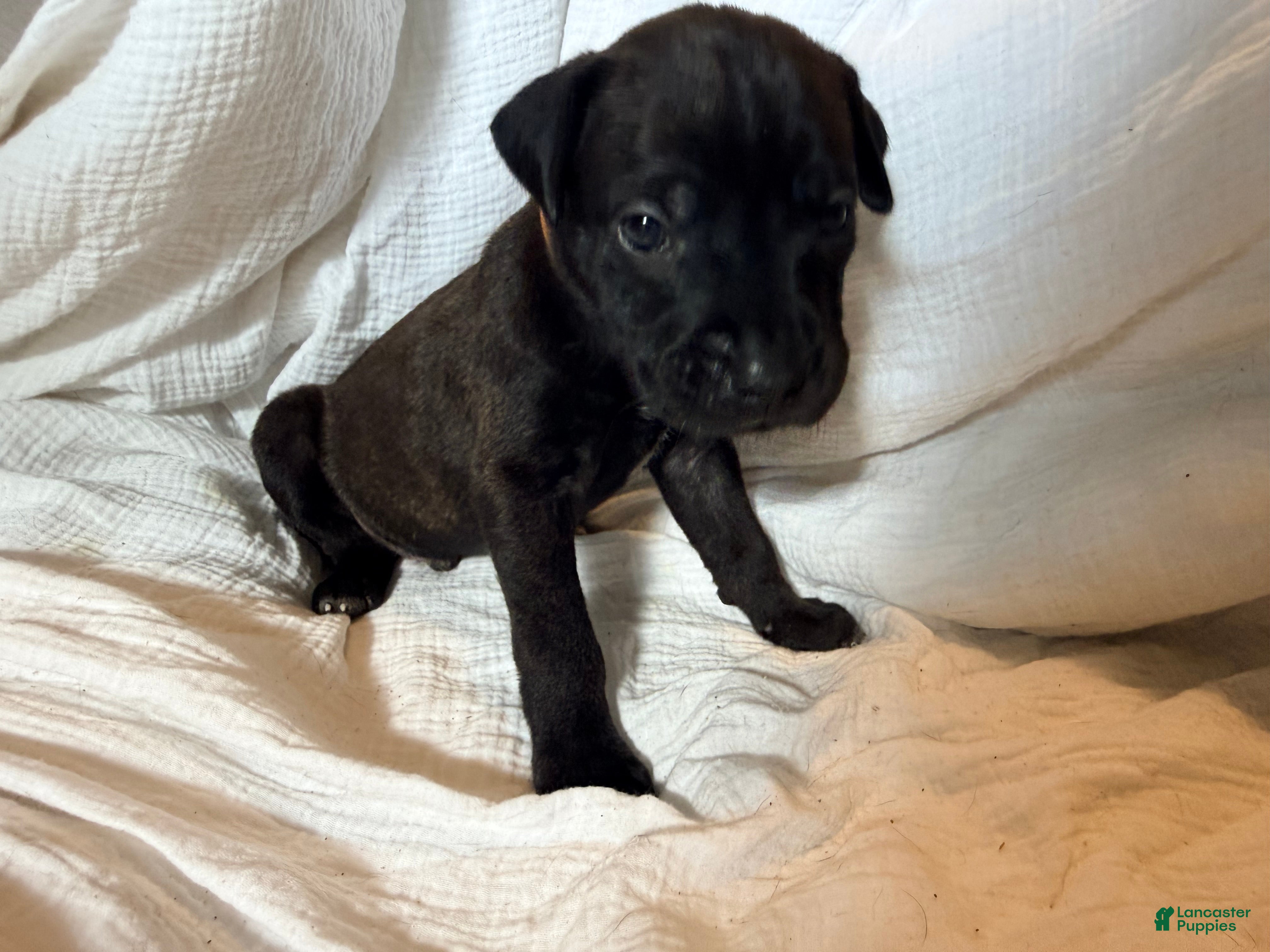 Cane Corso dogs Ketch AKC orange collar - Ad 30