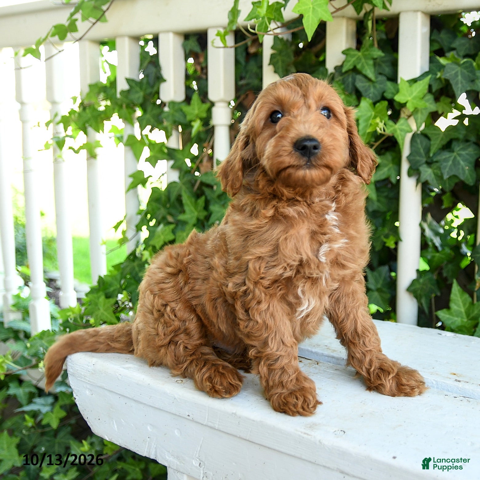Mini Goldendoodle dogs for sale: Ruffles - Ad 2