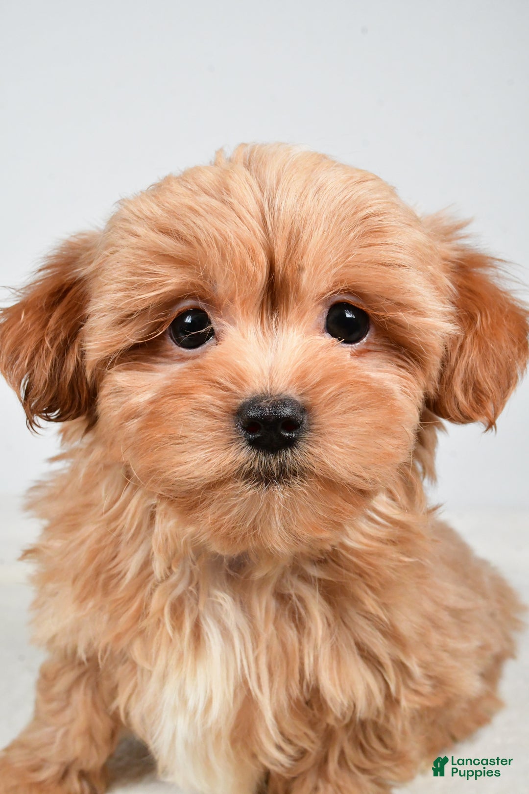 Shihpoo dogs for sale: Jasper - Ad 8