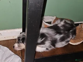 Miniature Australian Shepherd dogs Miniature Australian Shepherd Puppy 2 - Ad 31