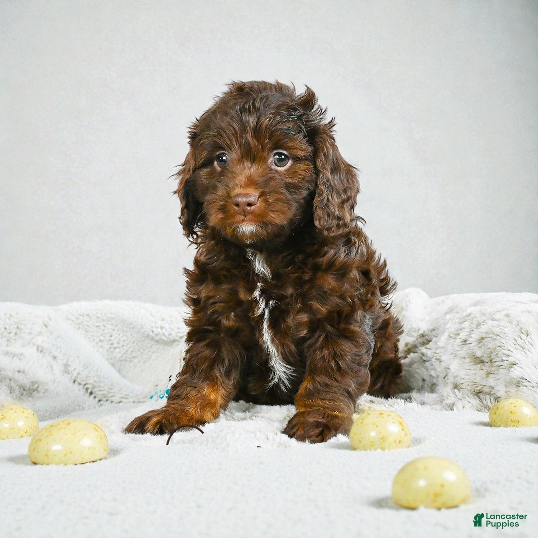 Cockapoo dogs for sale: callie - Ad 7
