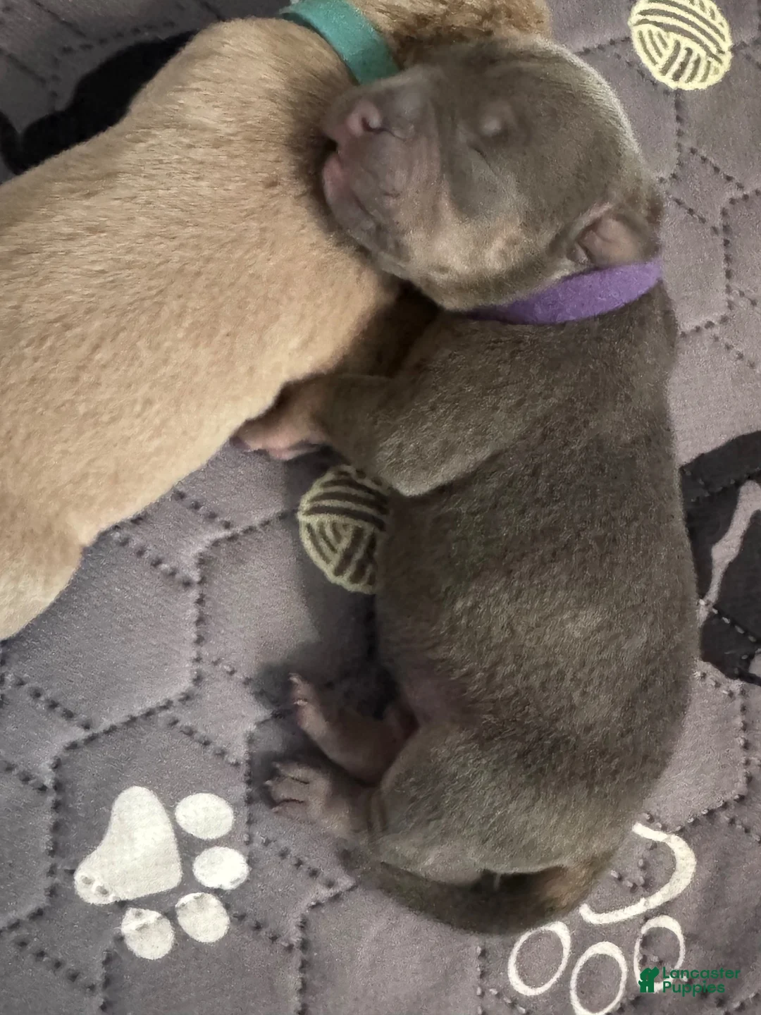American Bully dogs for sale: American Bully 1 - Ad 15