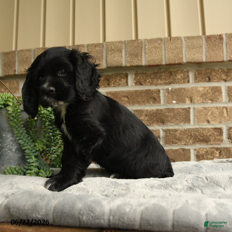 English Cocker Spaniel dogs Mindy - Ad 2