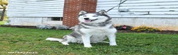 Siberian Husky dogs for sale: Kaitlyn - Ad 3
