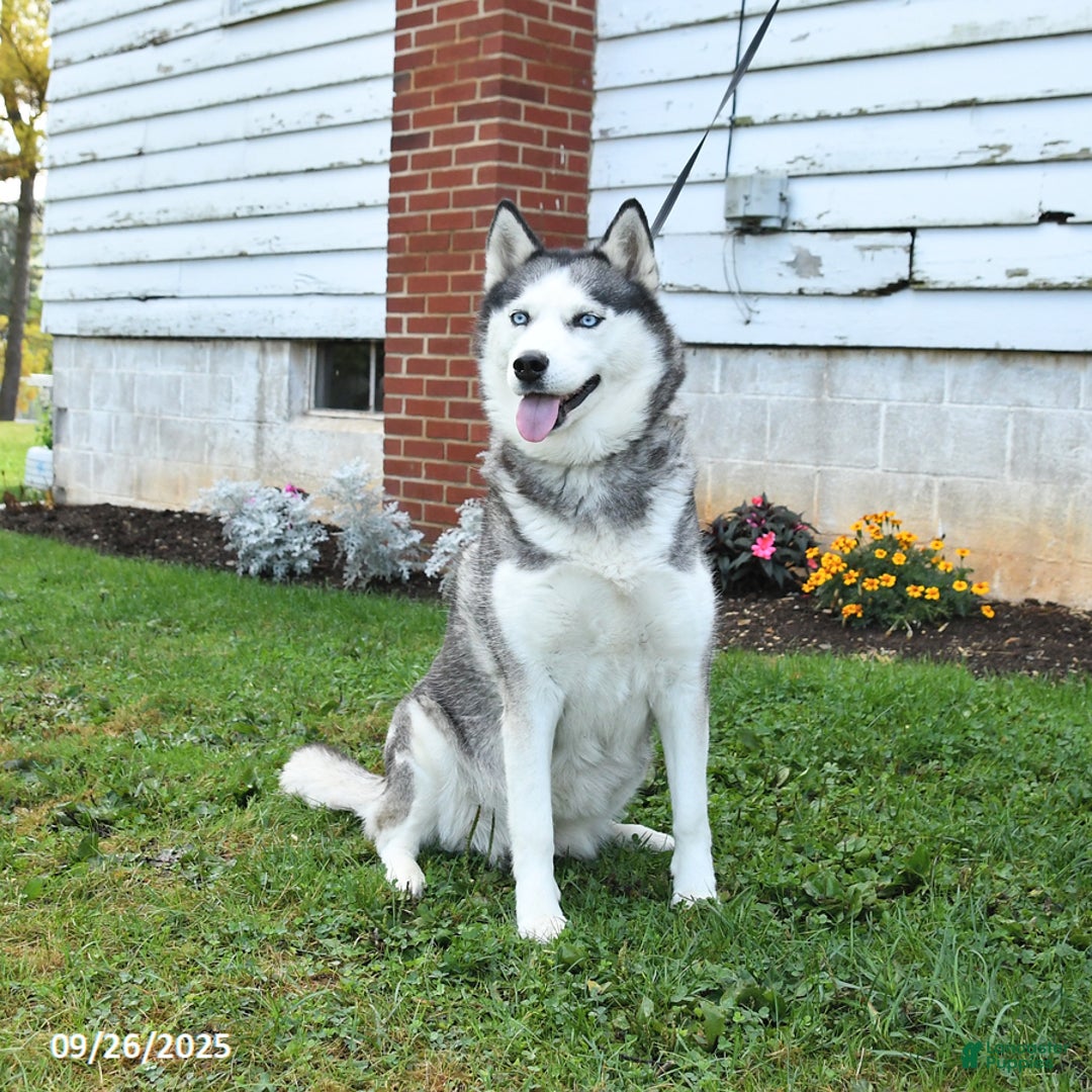 Siberian Husky dogs for sale: Kaitlyn - Ad 3