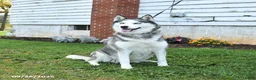 Siberian Husky dogs for sale: Kaitlyn - Ad 3